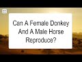 Can A Female Donkey And A Male Horse Reproduce