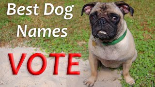 Best Dog Names Ever ⭐ VOTE For Your Favorite!👈