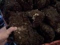 Mushroom Farm 2010.04.19
