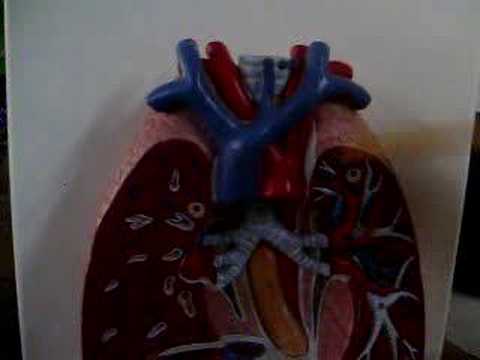 Lingula of Left Lung