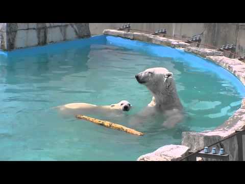 寝言を言ってる？ホッキョクグマの子グマ~Polar Bears enter the water of the pool