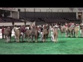 Dairy West Ring - November 11, 2014