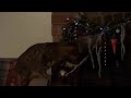 my serengeti cat Tara pulling down the decorations 002