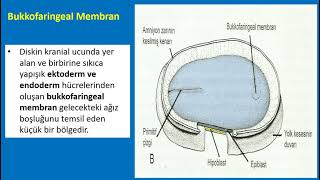 Embriyoloji - İnsan Gelişiminin 3 Haftası