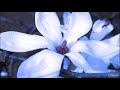 Ajai Alai - Mirabai Ceiba