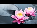Relaxing Music Meditation Healing Zen Calming Music Sleep Soothing Music Study Yoga ☯1954