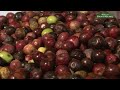 Olive tree cultivation