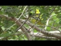 Nature and Trees- Common Iora - Rose - ringed Parakeet & Orange - breasted Green Pigeon