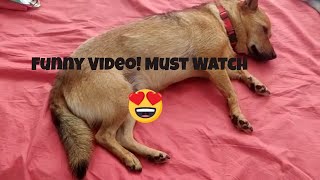 Dog loves sleeping in Human Bed! Funny Video!