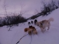 image Running Free Trailer
