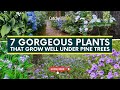 7 Gorgeous Plants That Grow Well Under Pine Trees 🌸🌲🌷 // #gardeningtips