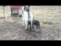 BILLY GOAT GETTING IT DONE!  Breeding/Mating Horny Male Goat!