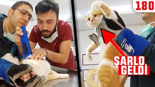 3 Kişiye Saldirdi Isirdi - Doruk Fighterşarlo 180