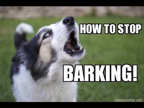 How to TEACH ANY DOG to STOP BARKING Humanely, Effectively, and ...