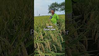 Teklik Pada Tanaman Padi