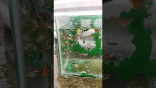 Mixed Guppy 01768817141