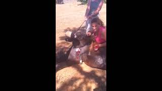 Stallion Being Castrated