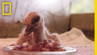 Storks And Their Babies Make A Comeback In France National Geographic