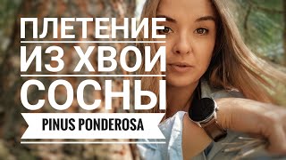 Плетение Из Сосны: Красиво, Просто И Очень Интересно! Узел 