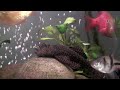 Large Bristlenose Plec & Bourneo Sucker