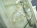 от производителя, видео: