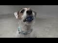 Trick Dog Champion Just Jesse the Jack: First JRT TDCH