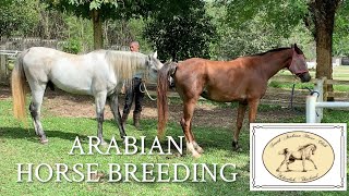 Arabian horse breeding, Arabian stallion and mare mating