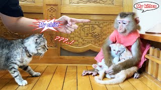 Monkey Lyly Sneaked Over To The Neighbors House To Play With The Kitten And Then...