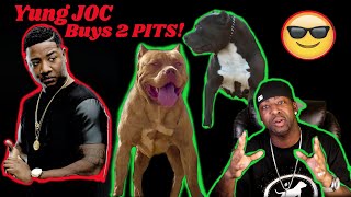 Pitbulls For Sale Yung Joc Of Love & Hiphop Atlanta Buys 2 Big Pitbulls From Big Gemini Kennels
