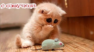 Приколы с котами! Самая смешная озвучка животных 2023! Тест на психику!