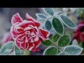 ~★~SECRET GARDEN - Lament For A Frozen Flower(Winter Poem)