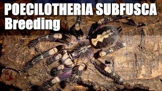 Poecilotheria Subfusca Success