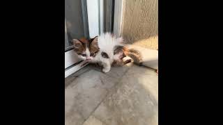 Abuse Weeks Old Kitten Viciously Tortured Over & Over By Local Kids- Story Below