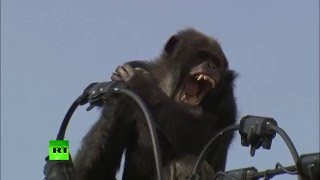 Высоковольтная погоня: японские спасатели сняли шимпанзе с электропроводов