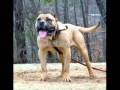 Le 10 razze canine più pericolose