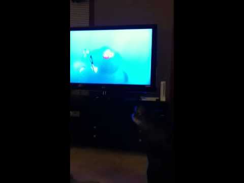 dory whale talk