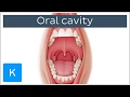 Overview of the Oral Cavity (preview) - Human Anatomy | Kenhub