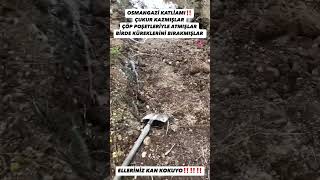 Bursa Osmangazi Belediyesi Barinagi Katliyam Var T .61 Ilaç Ile Oldürüyorlar