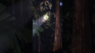 Suara Yg Di Takuti Ketika Di Hutan Kalimantan,