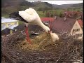 Preparing Stork S Nest In Au Preparing Stork S Nest In Au
