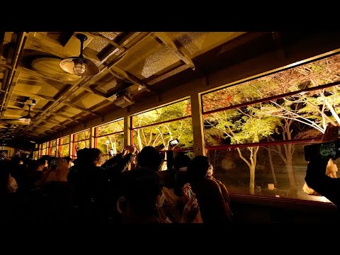 京都 嵯峨野トロッコ 紅葉ライトアップ(4K) カエデ・エリシア京都 caede|L’ELISIR KYOTO[Sagano, Kyoto Red Leaves]