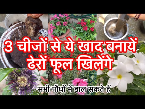 3 चीजों से ये खाद बनायें, ढेरों फूल खिलेंगे || सभी पौधों के लिए उपयोगी है ये खाद