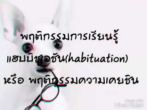 พฤติกรรมการเรียนรู้แบบแฮบบิชูเอชัน ( Habituation )