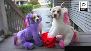 Dogs wearing funny costumes