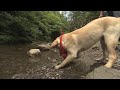 まさはる君はじめての川遊び！[tv033]【ポチたま公式】