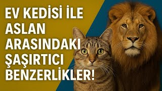 Ev Kedisi Ile Aslan Arasındaki Şaşırtıcı Benzerlikler Bu Gerçekler Sizi Çok Şaşırtacak