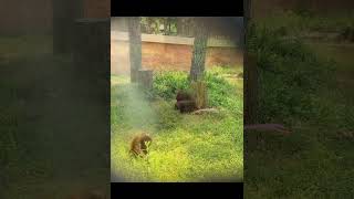 Orangutan Water Mist Enrichment.