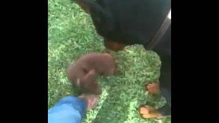 Patterdale Terrier Puppy And Doberman Playing