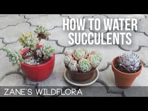 succulent plant succulent plant