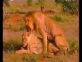 Video Документальный фильм Людоеды Львы Кении 2014 смотреть онлайн в хорошем качестве HD
